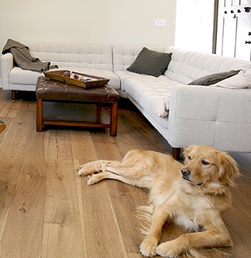 yellow lab on top of hardwood flooring